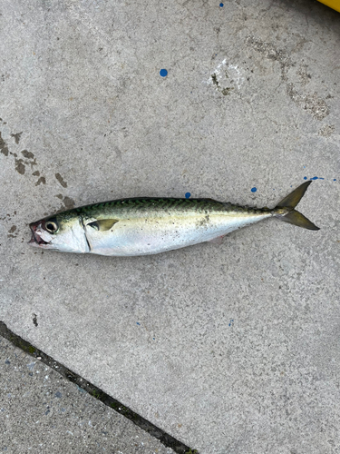 サバの釣果