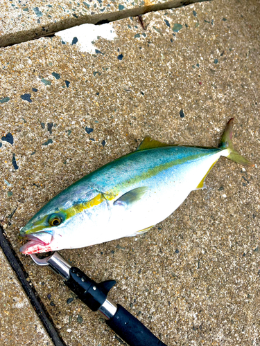 ハマチの釣果