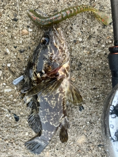 タケノコメバルの釣果