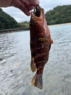 キジハタの釣果