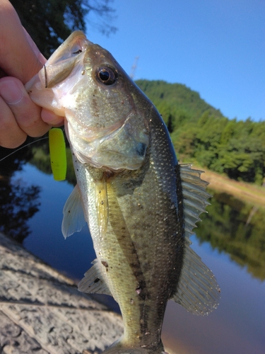 ブラックバスの釣果