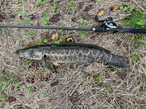 石川県で釣れたライギョの釣り・釣果情報 - アングラーズ | 釣果500万