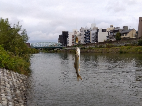 ウグイの釣果