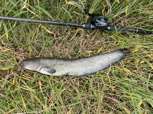 ナマズの釣果