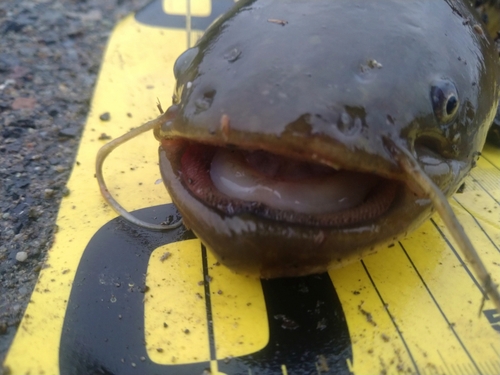 ナマズの釣果