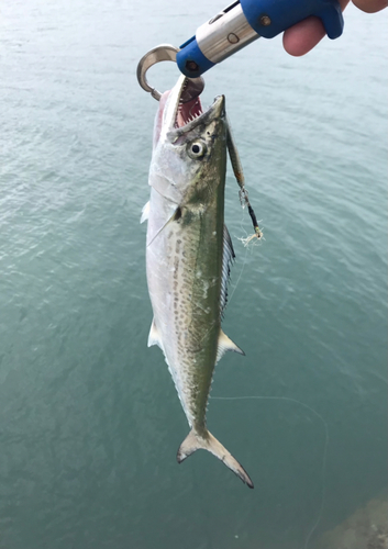 サゴシの釣果