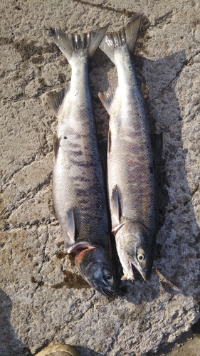 シロザケの釣果