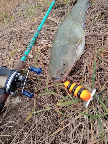 ナマズの釣果