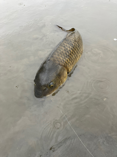 コイの釣果