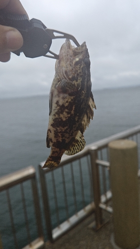 タケノコメバルの釣果