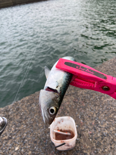 サバの釣果