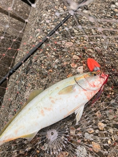 ツバイソの釣果