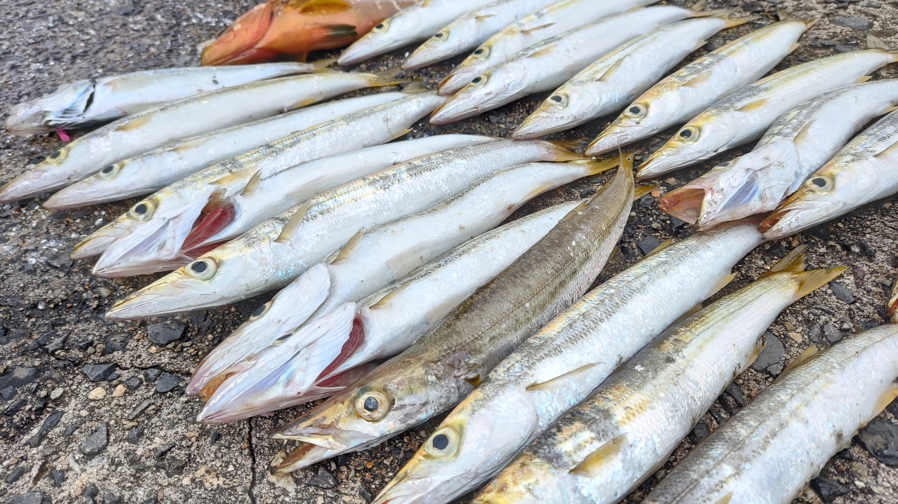 小木港で釣れたタイの釣り・釣果情報 - アングラーズ