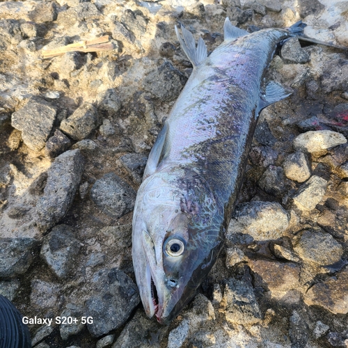 アキアジの釣果