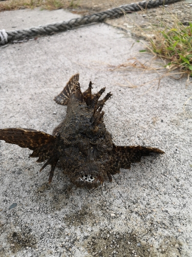 オニオコゼの釣果