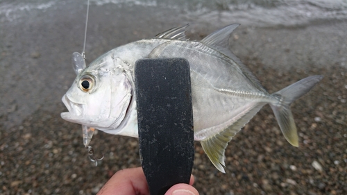 メッキの釣果