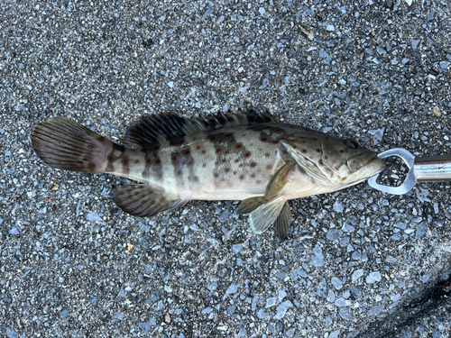 チャイロマルハタの釣果