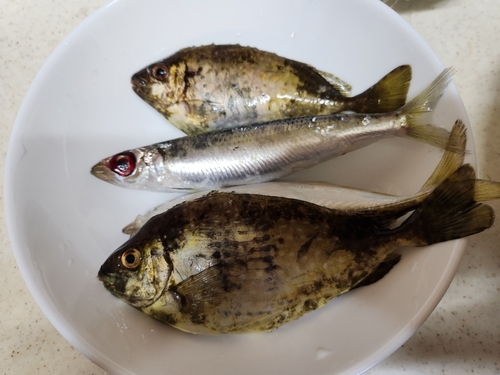 アイゴの釣果