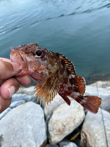 ガシラの釣果