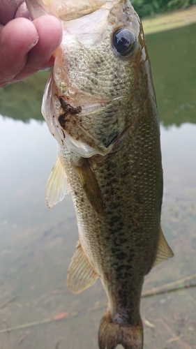 ラージマウスバスの釣果