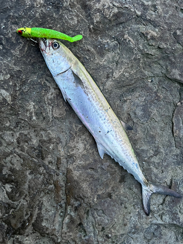 サゴシの釣果