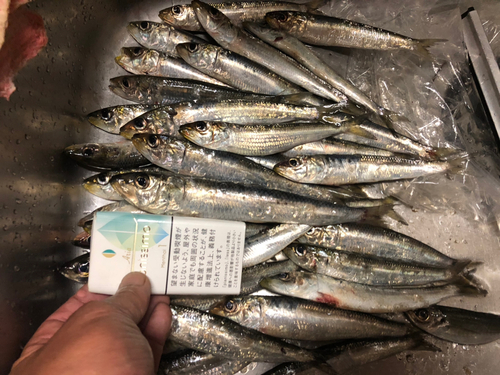 マイワシの釣果