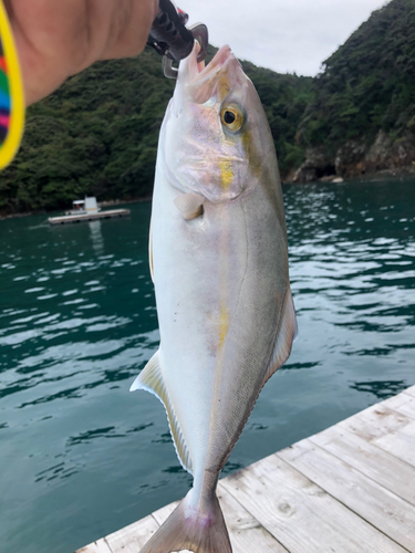 シオの釣果