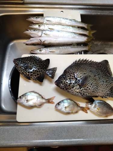 イシガキダイの釣果