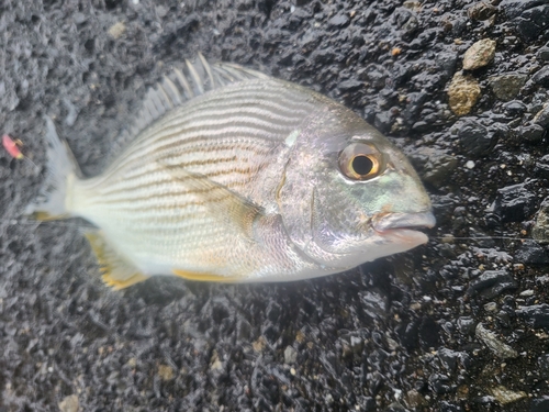 ヘダイの釣果