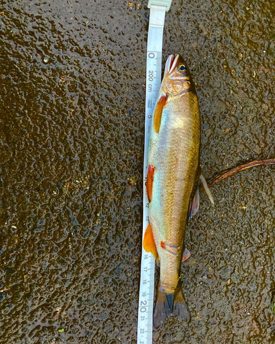 アユの釣果