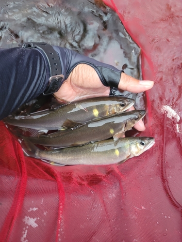 アユの釣果