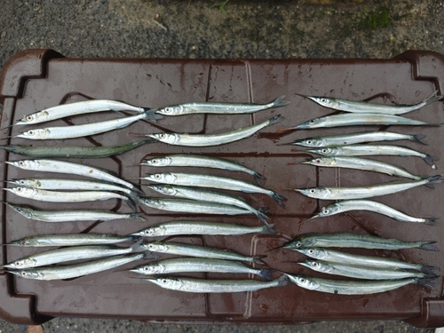 サヨリの釣果