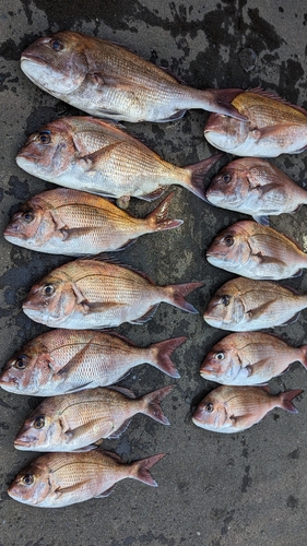 マダイの釣果