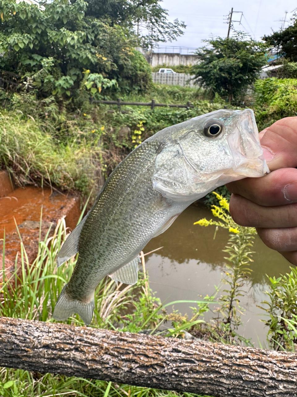 ブラックバス