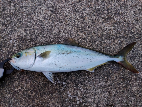 ハマチの釣果