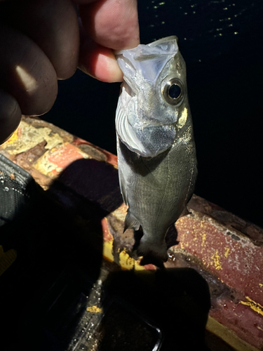 セイゴ（マルスズキ）の釣果