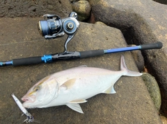 シオの釣果