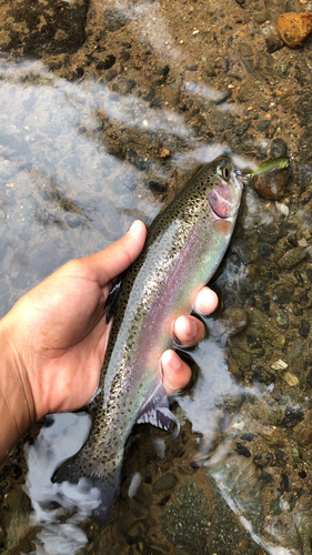 ニジマスの釣果