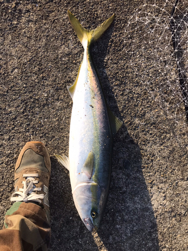 メジロの釣果