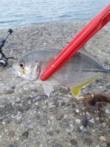 メッキの釣果