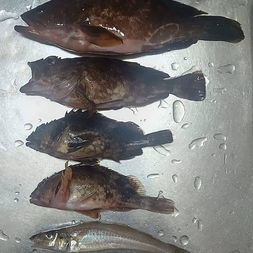 カサゴの釣果