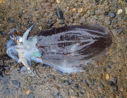 アオリイカの釣果