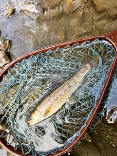 イワナの釣果