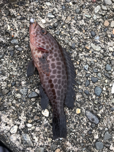 オオモンハタの釣果