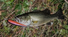 ラージマウスバスの釣果