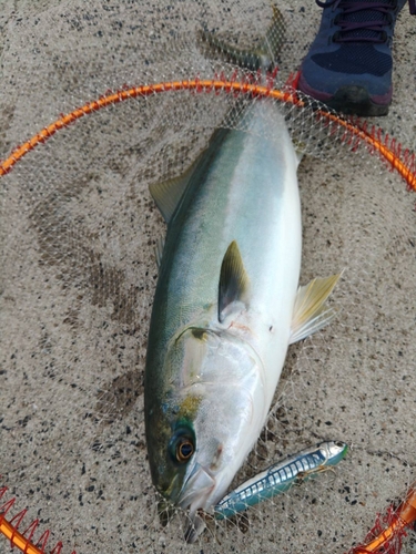 ハマチの釣果