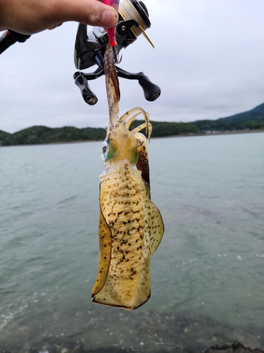 イカの釣果