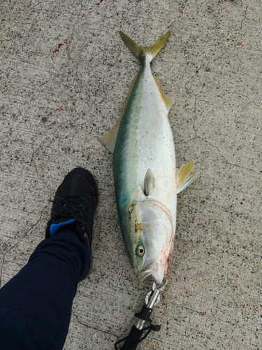 ハマチの釣果