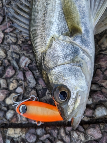 シーバスの釣果