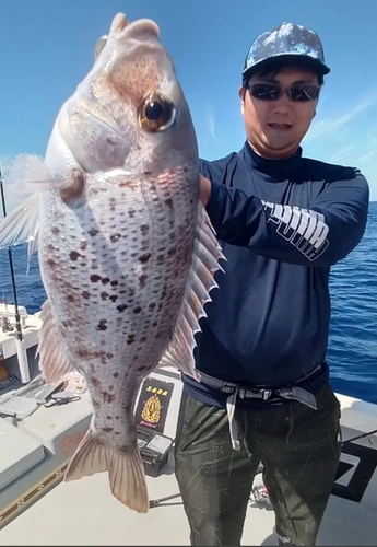 メイチダイの釣果